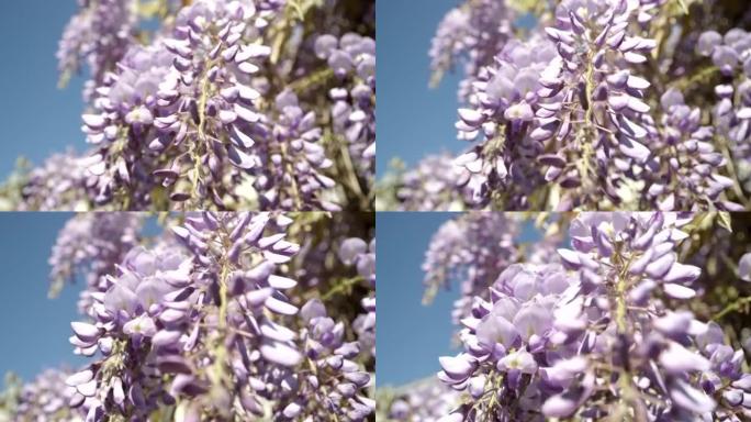 慢镜头特写:盛开的紫藤花在春风中摇曳