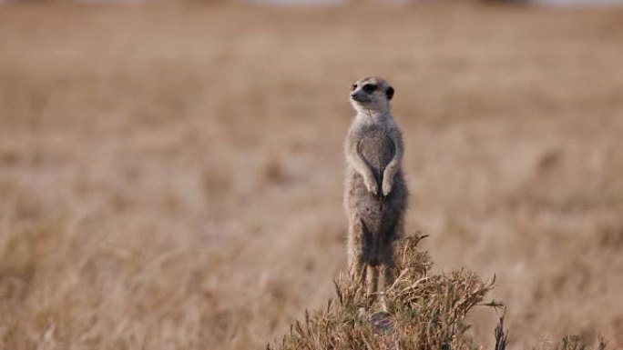 博茨瓦纳岗哨的猫鼬