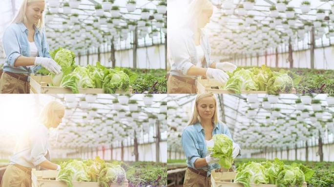 努力工作的女农民用蔬菜包装盒子。她快乐地在阳光充足的工业温室里工作。她周围生长的各种植物。