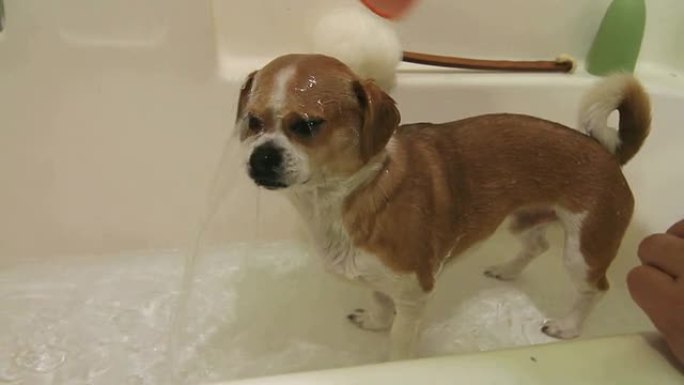 小狗被从浴缸里冲洗掉