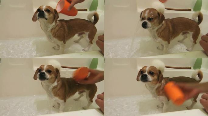 小狗被从浴缸里冲洗掉