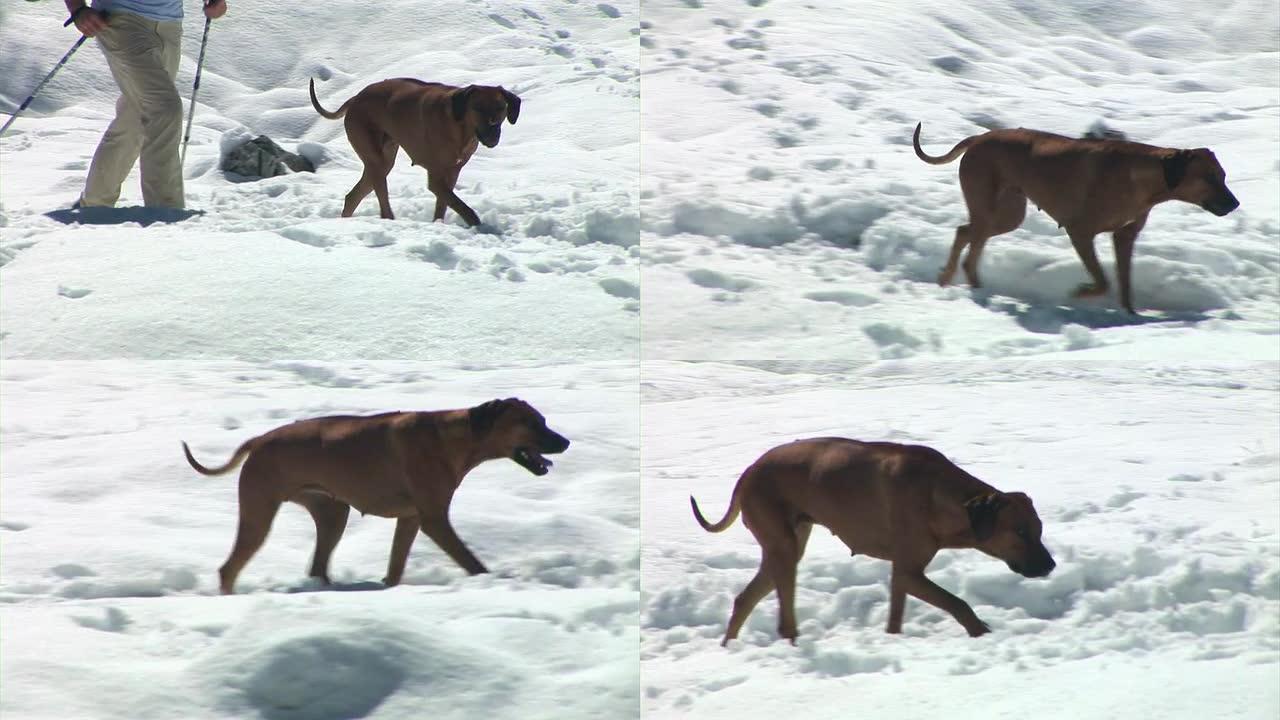 高清: 雪地里的狗
