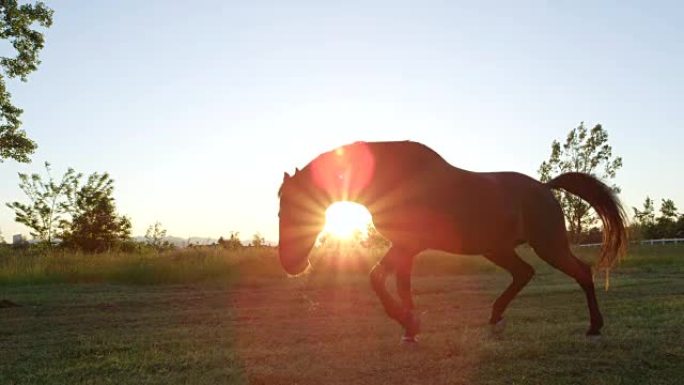 慢动作: 美丽的深棕色马在草地上放牧和奔跑