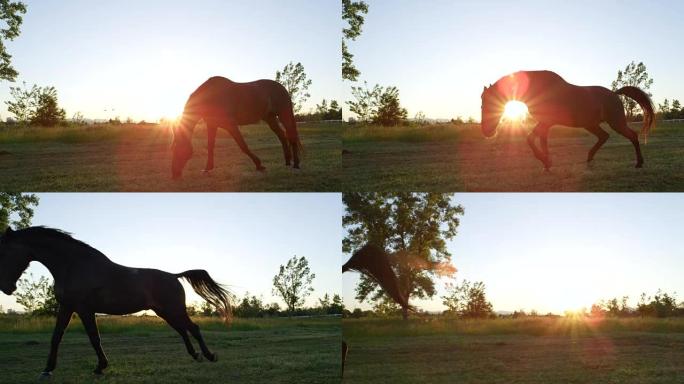 慢动作: 美丽的深棕色马在草地上放牧和奔跑