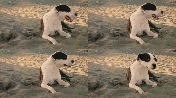 快乐棕色和白色宠物狗在沙滩上放松
