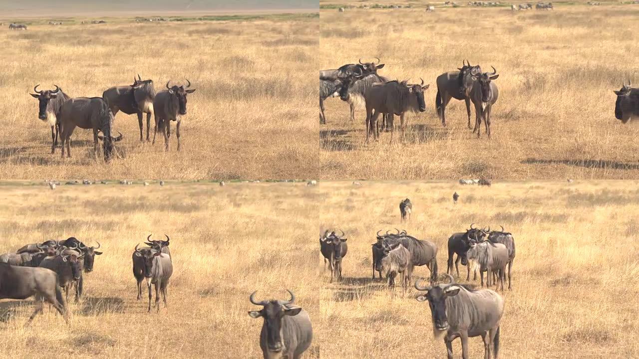 特写: 在非洲大草原草原上放牧的牛羚群