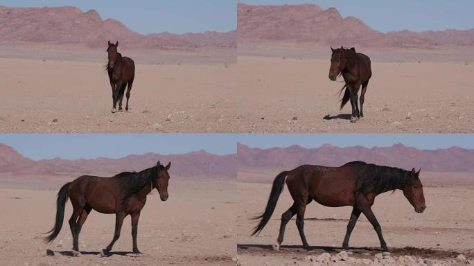 野马穿越沙漠景观的4k广角视图