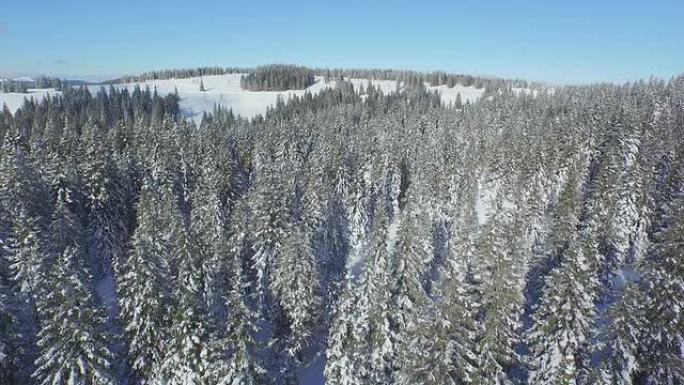 空中: 冬季无尽的白雪皑皑的松树林