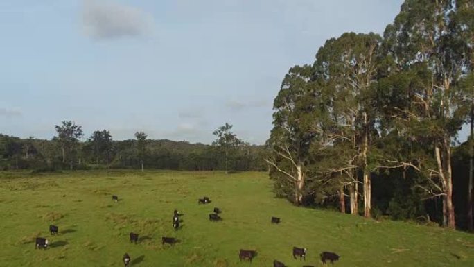 空中: 在大绿草牧场上放牧的黑牛大牛