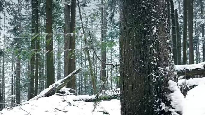 在雪地里穿过漂亮的森林树