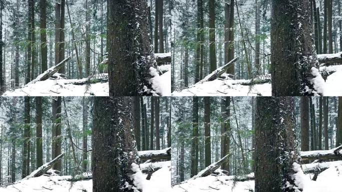 在雪地里穿过漂亮的森林树
