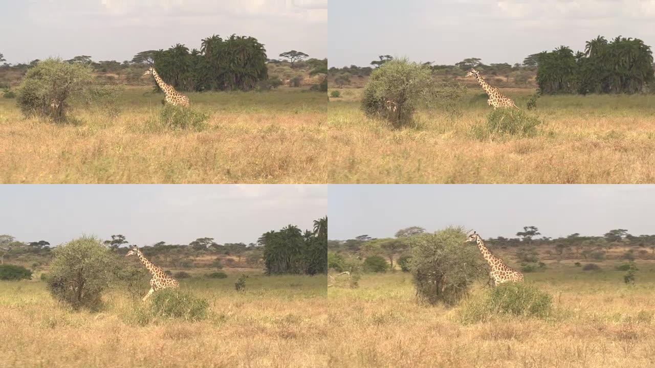空中: 年轻的长颈鹿走向相思树冠，开始吃树叶