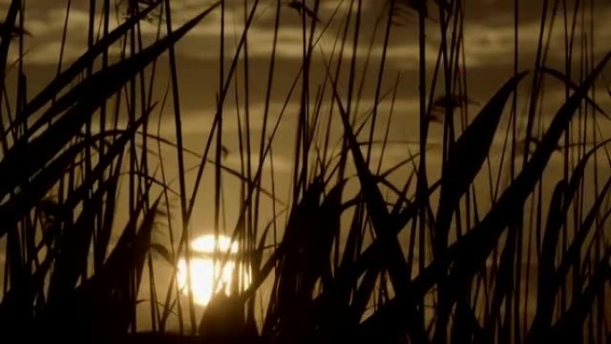 Reeds moving in the wind. Summer sunset