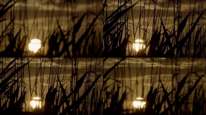 Reeds moving in the wind. Summer sunset