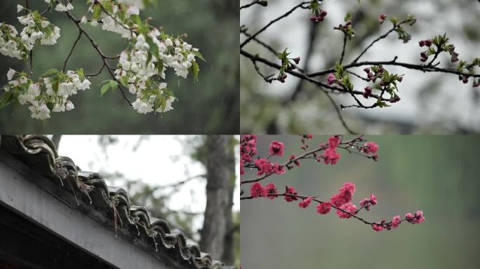 春雨古建筑雨景节气空镜