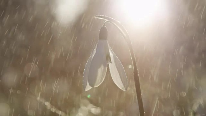 特写，dop: 小春雨落在早春的花上，叫做雪花莲