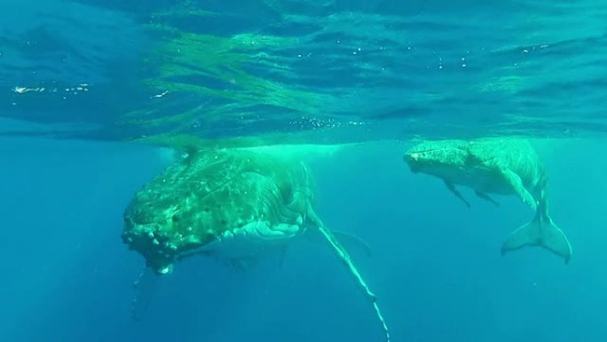 座头鲸宝宝和妈妈一起漂浮在水面