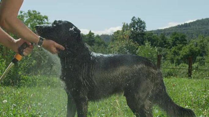 慢动作特写: 年轻的黑狗喜欢在阳光明媚的乡村被洗。