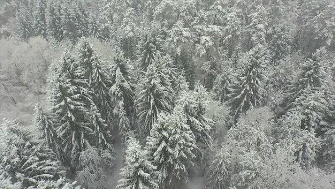 空中: 冬季在神秘的白雪皑皑的森林上空飞行