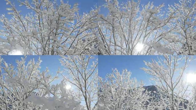 空中，近距离:美丽的白雪皑皑的树梢，映衬着晴朗的蓝天