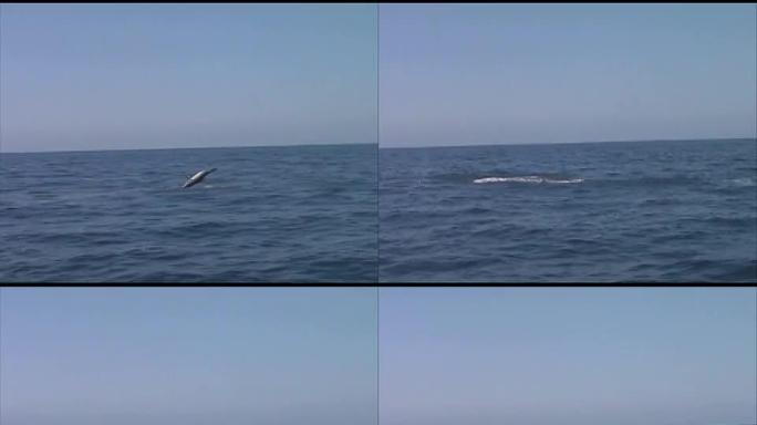 海豚跳出水面海豚飞跃跳跃狂欢大海海面鱼群