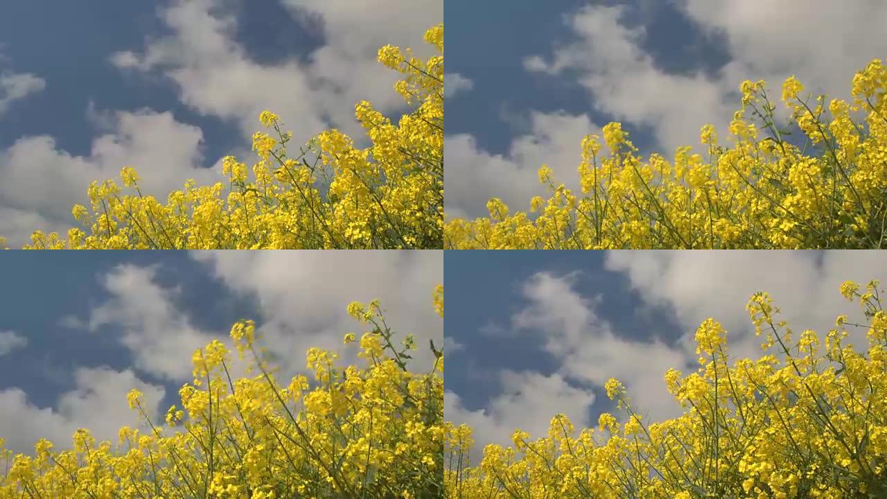 特写: 农田上令人惊叹的高大黄色萝卜花在风中摇摆
