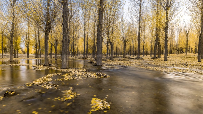 8k金黄色的秋天白杨树小溪延时拍摄