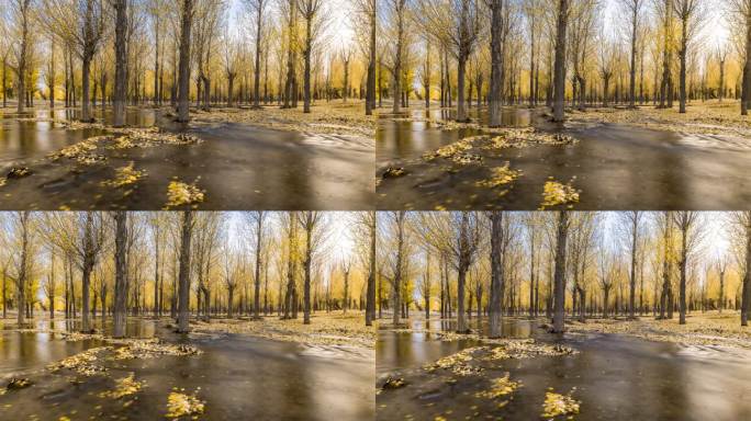 8k金黄色的秋天白杨树小溪延时拍摄