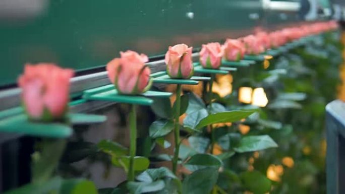 一条输送线在花卉工厂运输单玫瑰茎。4K。