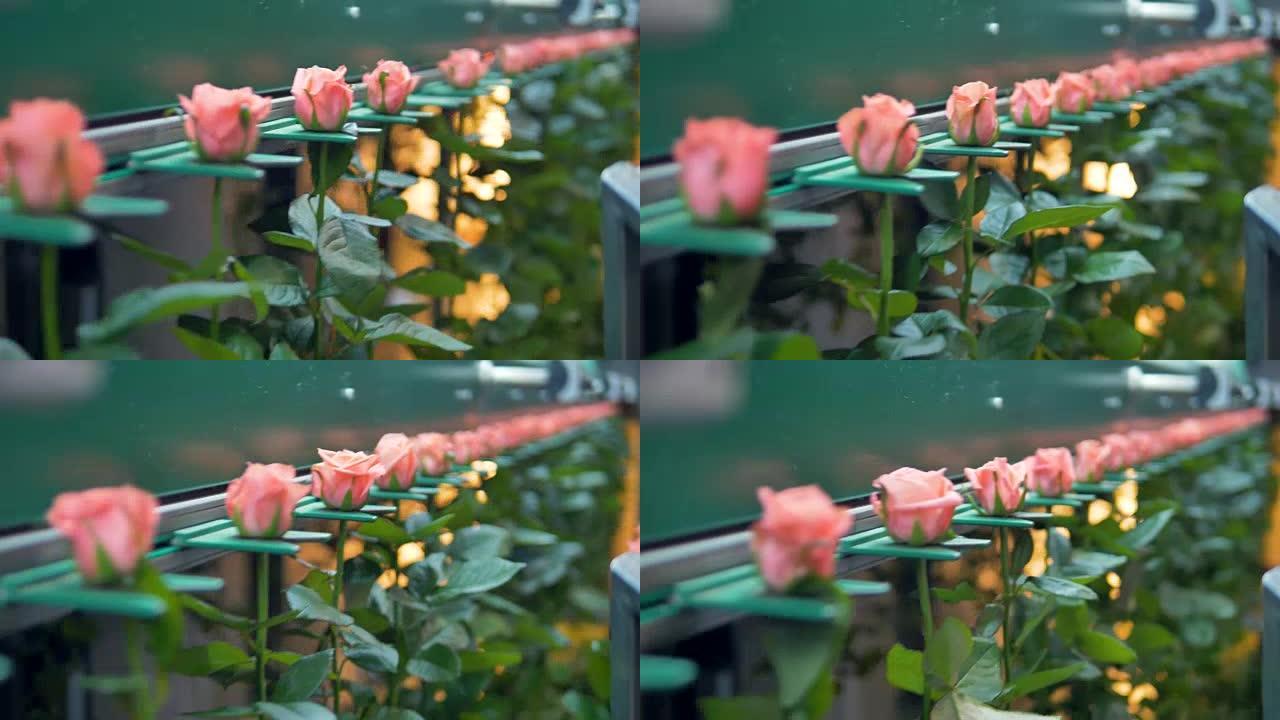 一条输送线在花卉工厂运输单玫瑰茎。4K。
