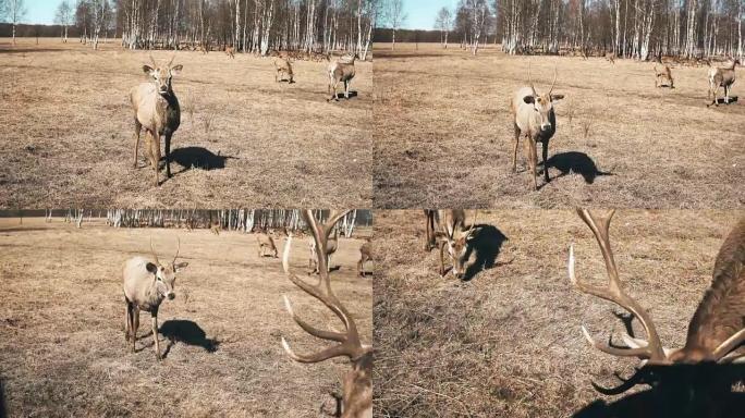 可爱的小鹿站在球场上咀嚼。在秋天的草地上觅食的野鹿群