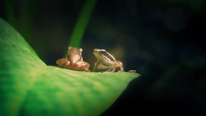 微小的丛林青蛙跳到叶子上