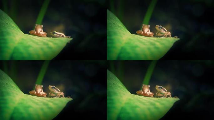微小的丛林青蛙跳到叶子上