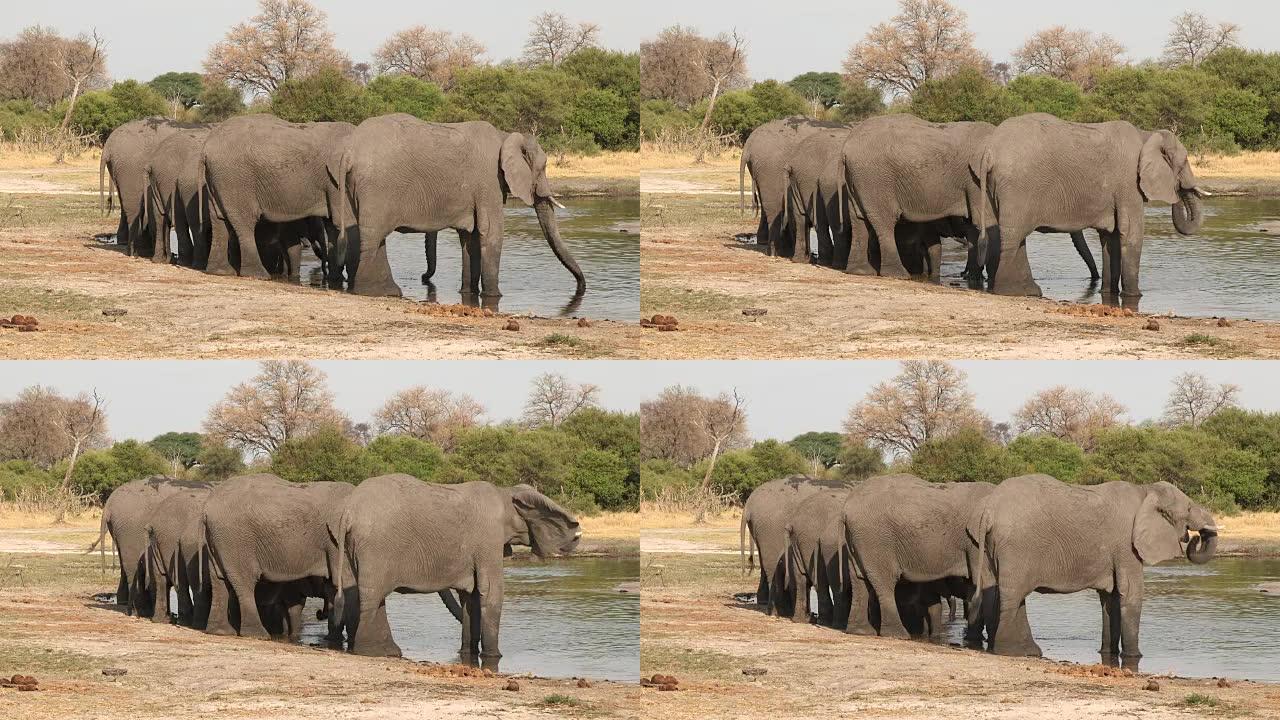 在奥卡万戈三角洲的一条河里连续喝酒的大象的后视图