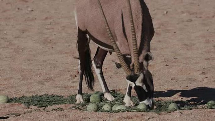 4K Gemsbok/Oryx以野生tsamma瓜为食，这是干旱时期重要的水分来源