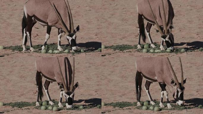 4K Gemsbok/Oryx以野生tsamma瓜为食，这是干旱时期重要的水分来源