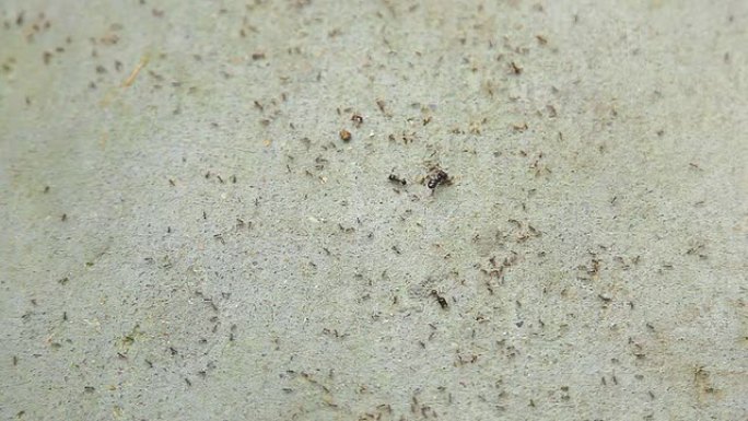 蚂蚁群起而动沙滩动物苍蝇