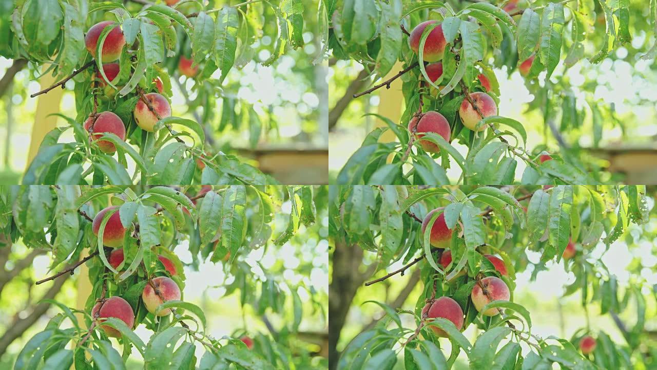 新鲜成熟的桃子挂在树上，慢动作