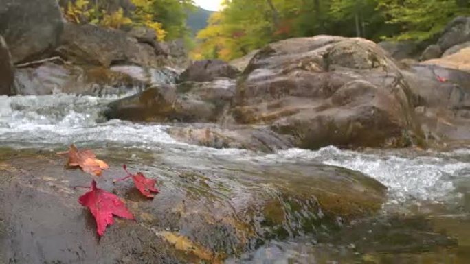 特写: 红色的秋叶躺在岩石河床长满苔藓的湿石头上