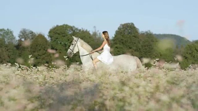 空中: 漂亮的白人妇女在花田里骑着白马