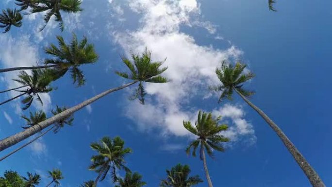 美丽高大的棕榈树在法属波利尼西亚的热带岛屿上