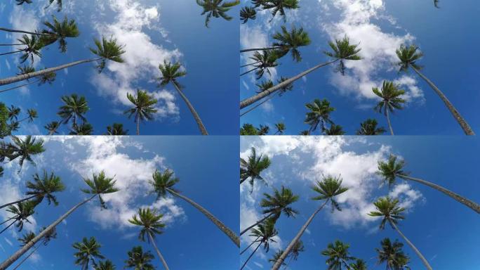 美丽高大的棕榈树在法属波利尼西亚的热带岛屿上