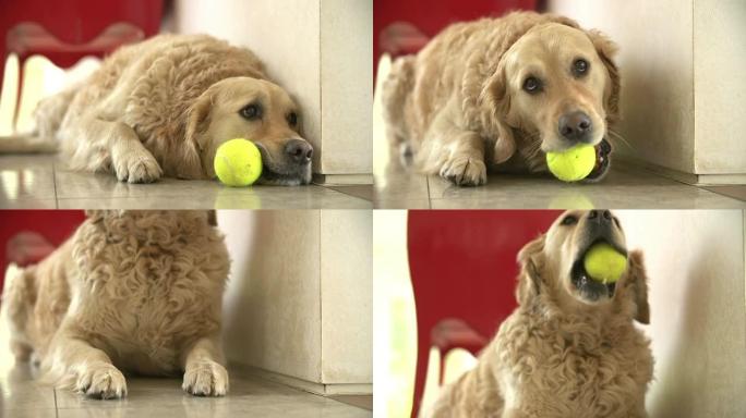 金毛猎犬狗在室内玩球