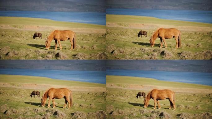 美丽的冰岛姜马在草地上吃草。城外靠近水的动物农场