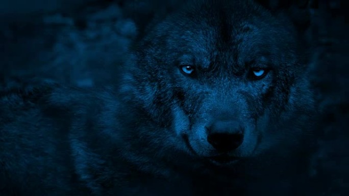 狼在黑暗中以明亮的眼睛环顾四周