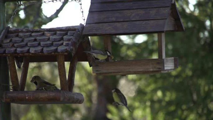 慢动作: 喂鸟器中的鸟类