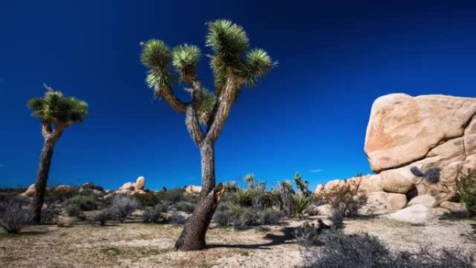 时间流逝: 美国约书亚树国家公园的沙漠景观-跟踪镜头