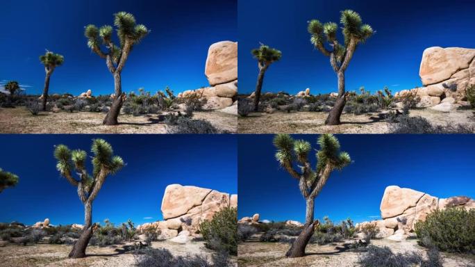 时间流逝: 美国约书亚树国家公园的沙漠景观-跟踪镜头