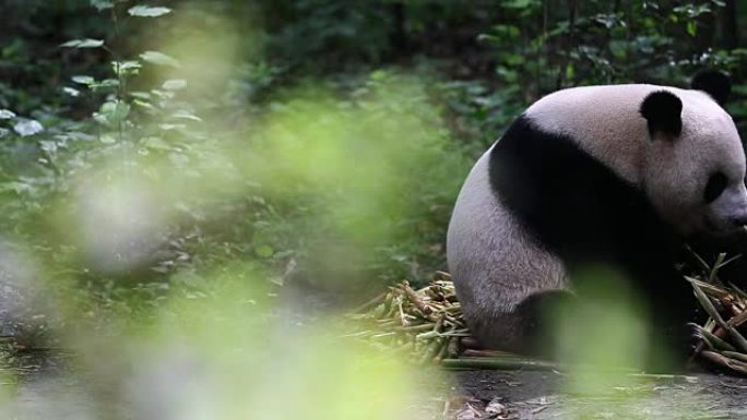 一只大熊猫吃竹笋