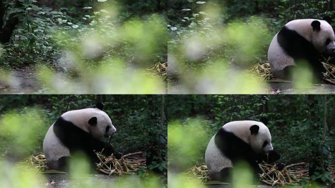 一只大熊猫吃竹笋